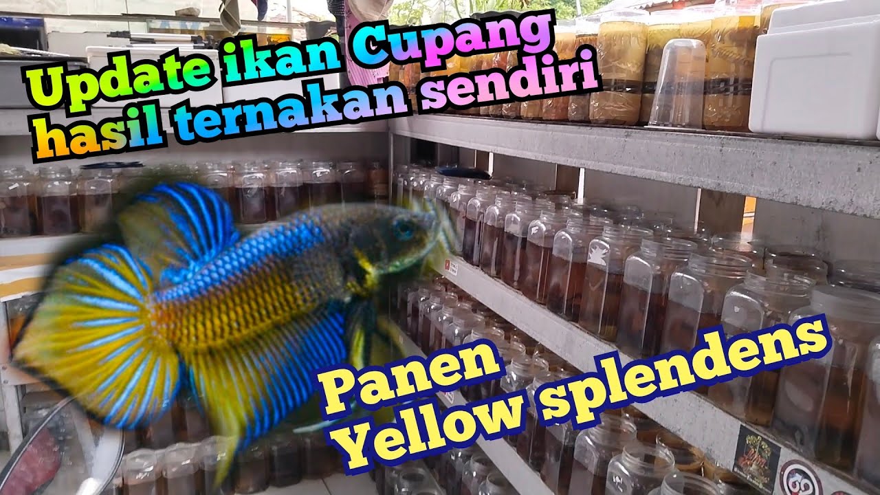 Update ikan cupang Epeng Enjoy