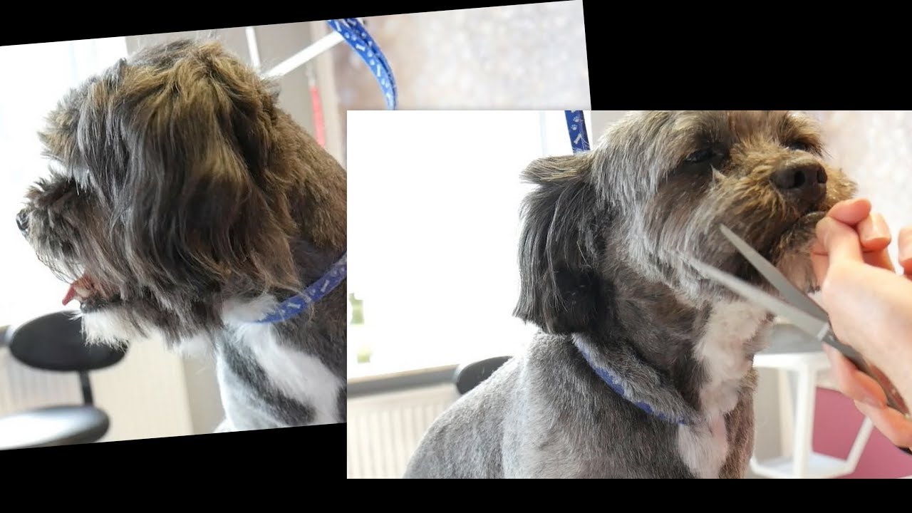 PetGroooming - Dog Head Grooming #82