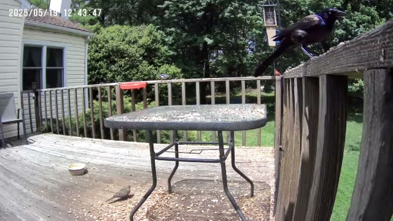Archive Files of Birdbath Cam Compilation 20250520 C