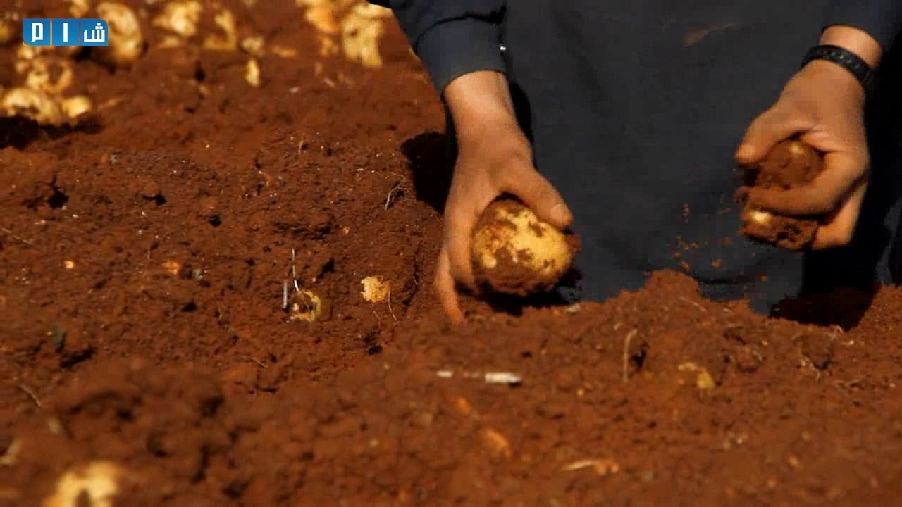 معوقات وصعوبات تواجه مزراعي إدلب في تسويق محصول البطاطا