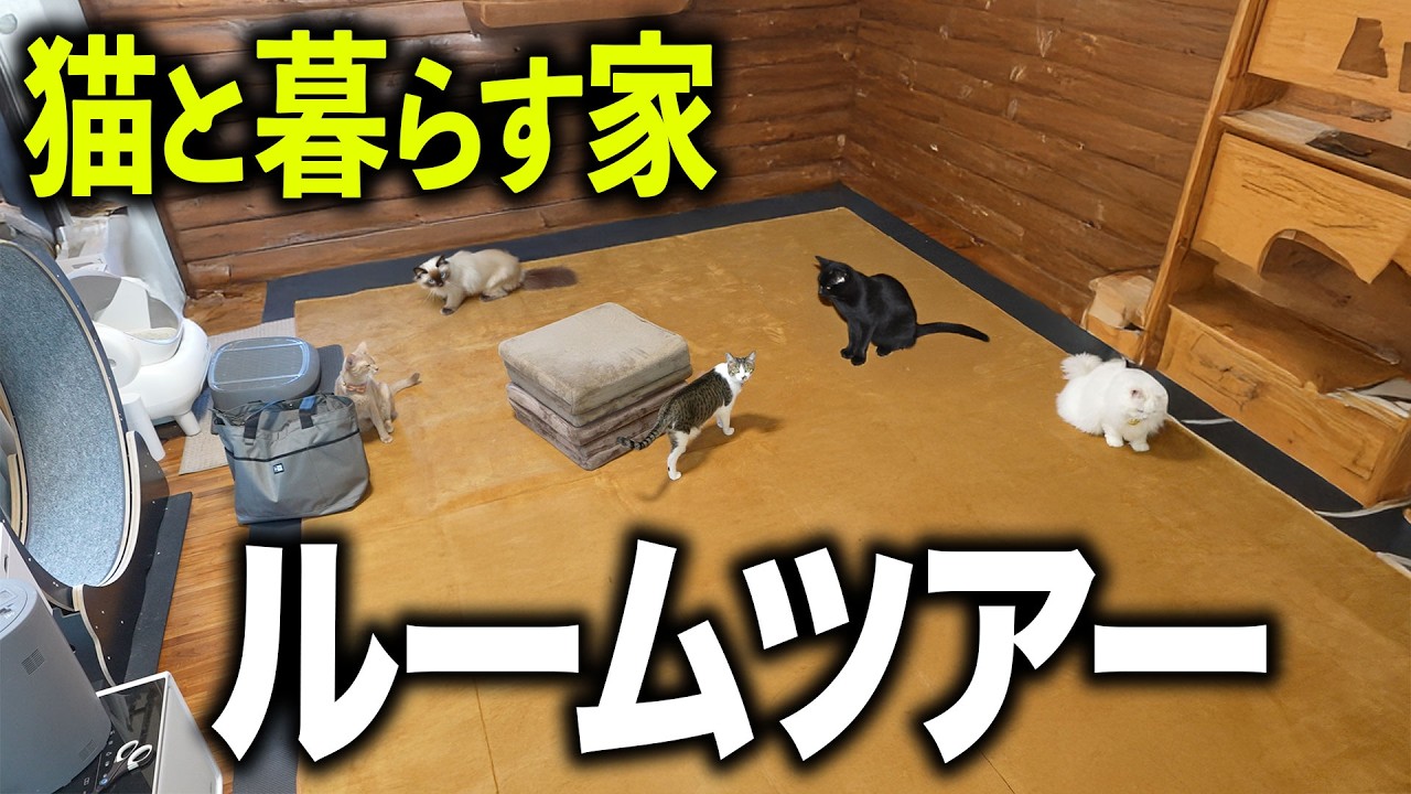 【ルームツアー】5匹の猫と暮らす家を紹介！