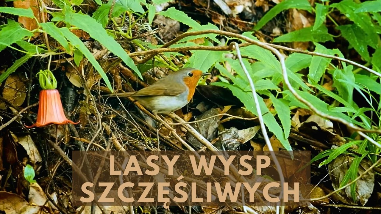 Lasy Wysp Szczęśliwych: Prastara Dżungla - Film Przyrodniczy Lektor PL [HD]