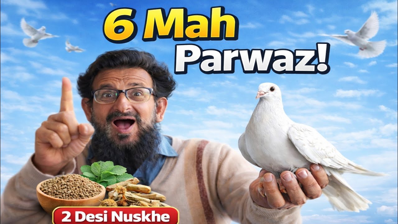 Kabootron Ki Lambi Parwaz | 20–35 Temp Mein 6 Mah Musalsal Aazmaya Hua Nuskha