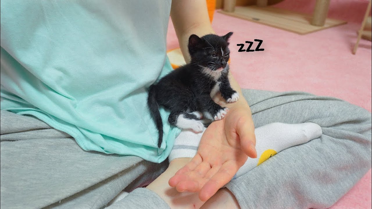 What Happens When a Rescued Kitten Completely Trusts You