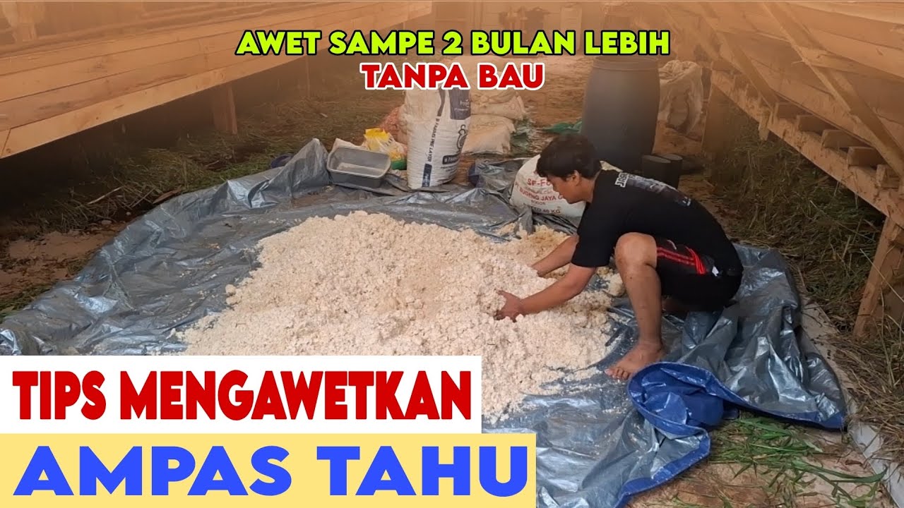 CARA MENGAWETKAN AMPAS TAHU AGAR TAHAN SAMPAI 2 BULAN LEBIH FERMENTASI AMPAS TAHU
