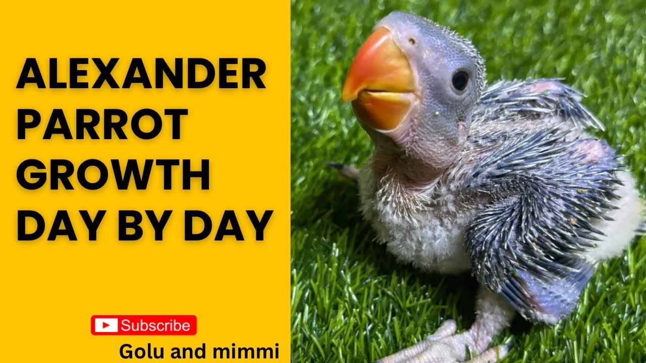 Alexander Parrot Growth Day by Day #babybird #babyparrot #parrotlover #parrots #alexander