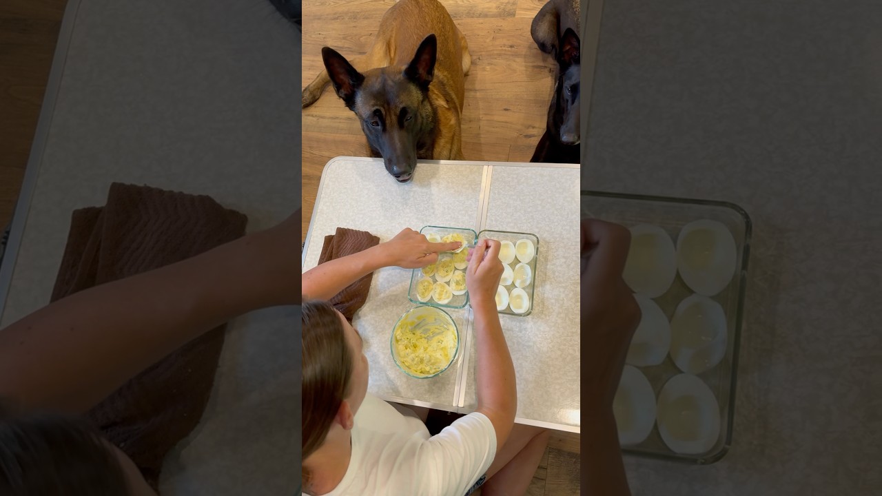 Dog Deviled Eggs #doghelp #dogtreat #belgianmalinois #smartdog