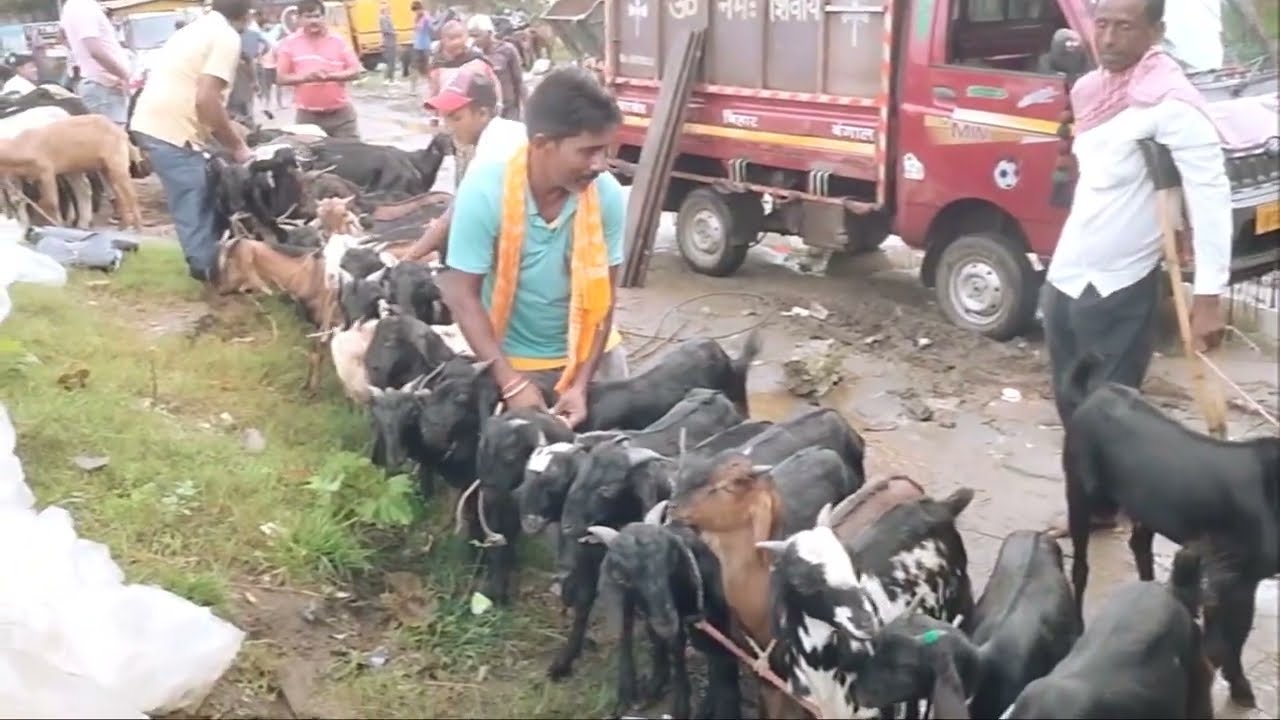 Bokaro Bakri Bazaar: The Goat Market That's Out of This World