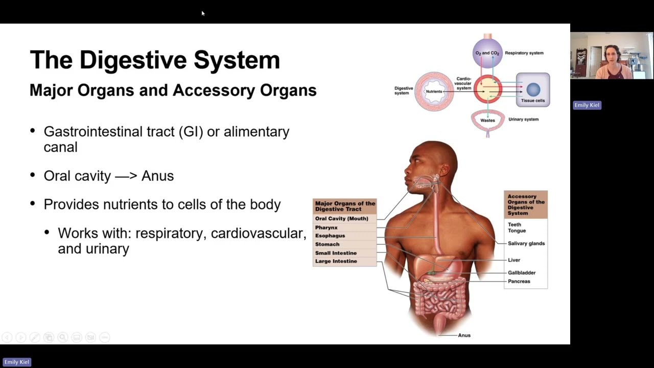 The Digestive System - Chapter 22 (AP2)