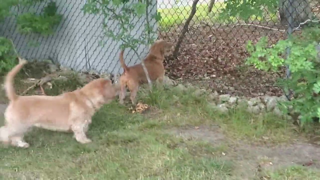 Toby, Winston & Winnie