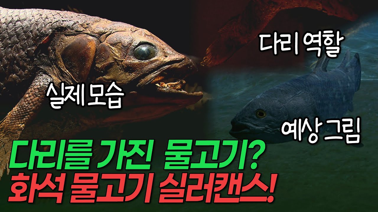 육지를 걷는 물고기? 고생대부터 존재한 화석 물고기 실러캔스가 마다가스카르에 있다! [환경스페셜 변해야 살아남는다, 동물의 진화]/ KBS 20120321 방송