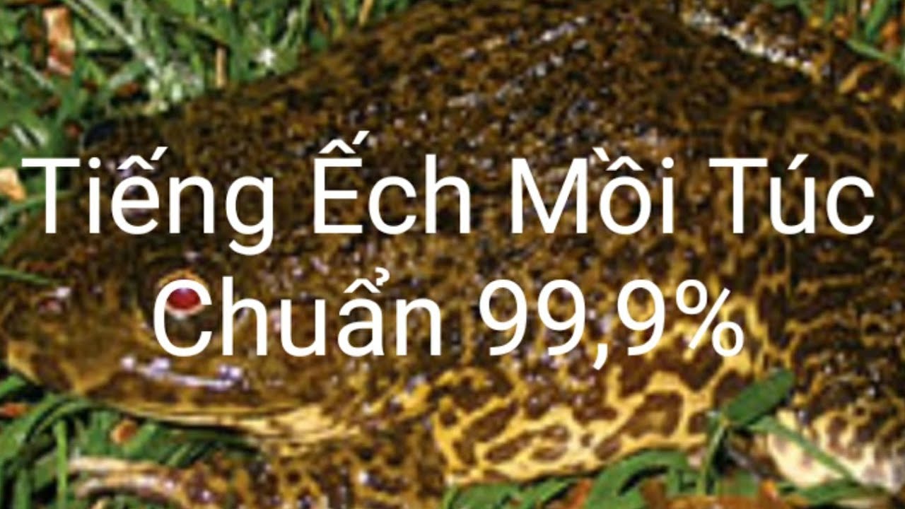 Tiếng Ếch Kêu Hội Bắt Cập Đầu Mùa Chuẩn 99,9% | Kha Hiền Official