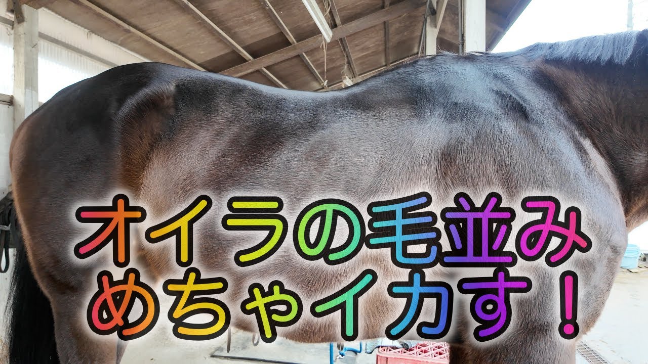 あーこっこ乗馬日記〜振り返り日記、あったかくなったら、馬着も着替えないとな