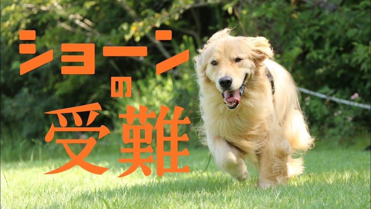 南紀白浜わんわんパラダイスへ至る道は長く険しい