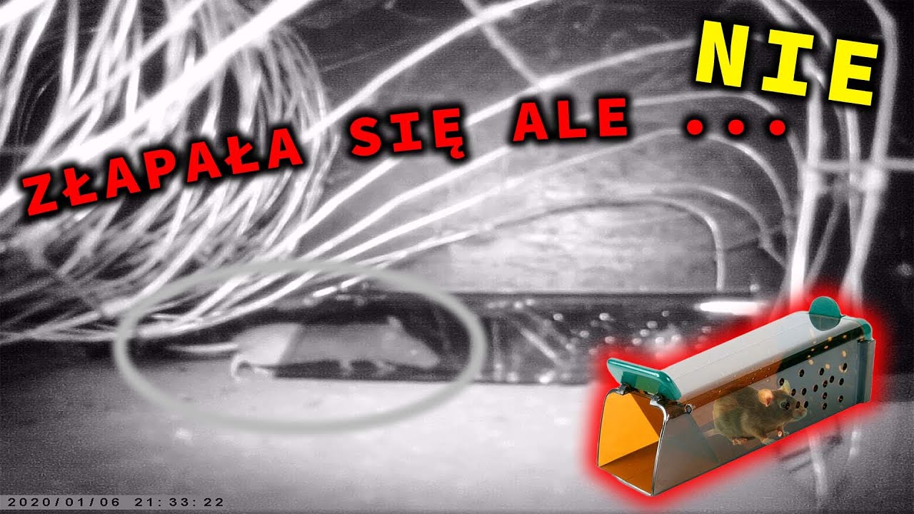 JAK NIE ŁAPAĆ MYSZY !!!