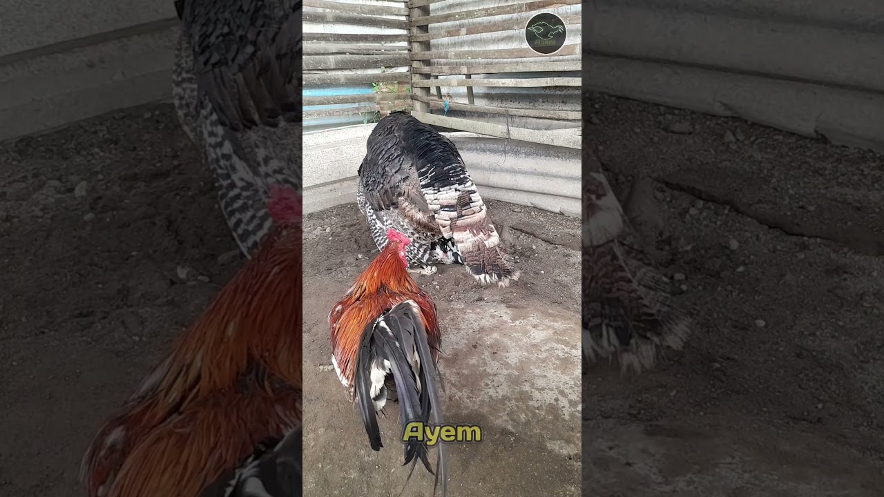 the rooster sits behind the black turkey