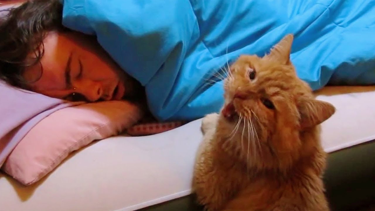 Funny Cats Waking up Owner | Cat Alarm Clocks | Top Cats Video Compilation