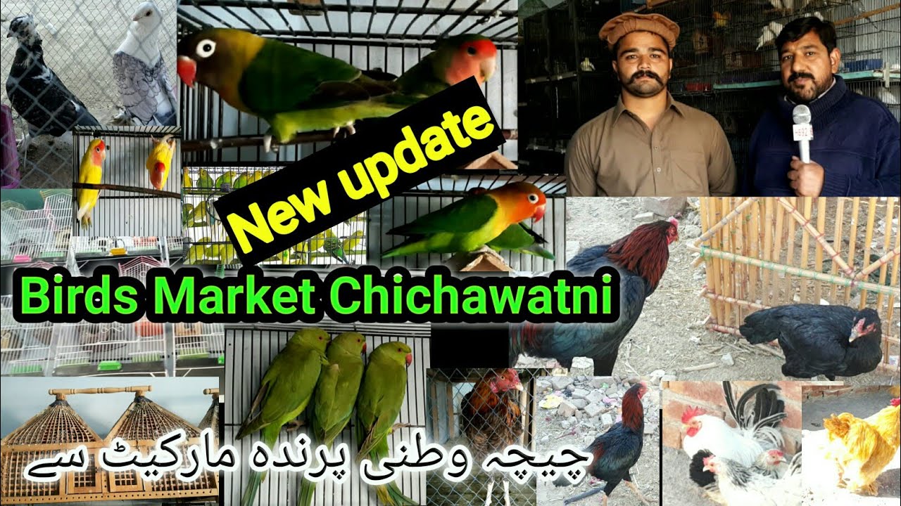Birds Market Chichawatni | aseel murga | fancy pigeons & hen | fancy cage | love bird | Happy Bird92