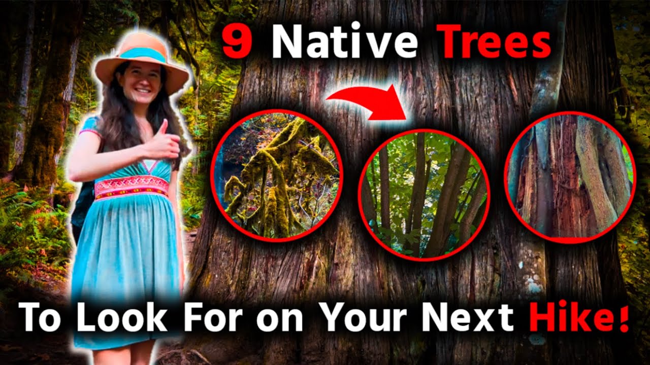 9 Native Trees to Look For on your Next Hike in the Coastal Pacific Northwest