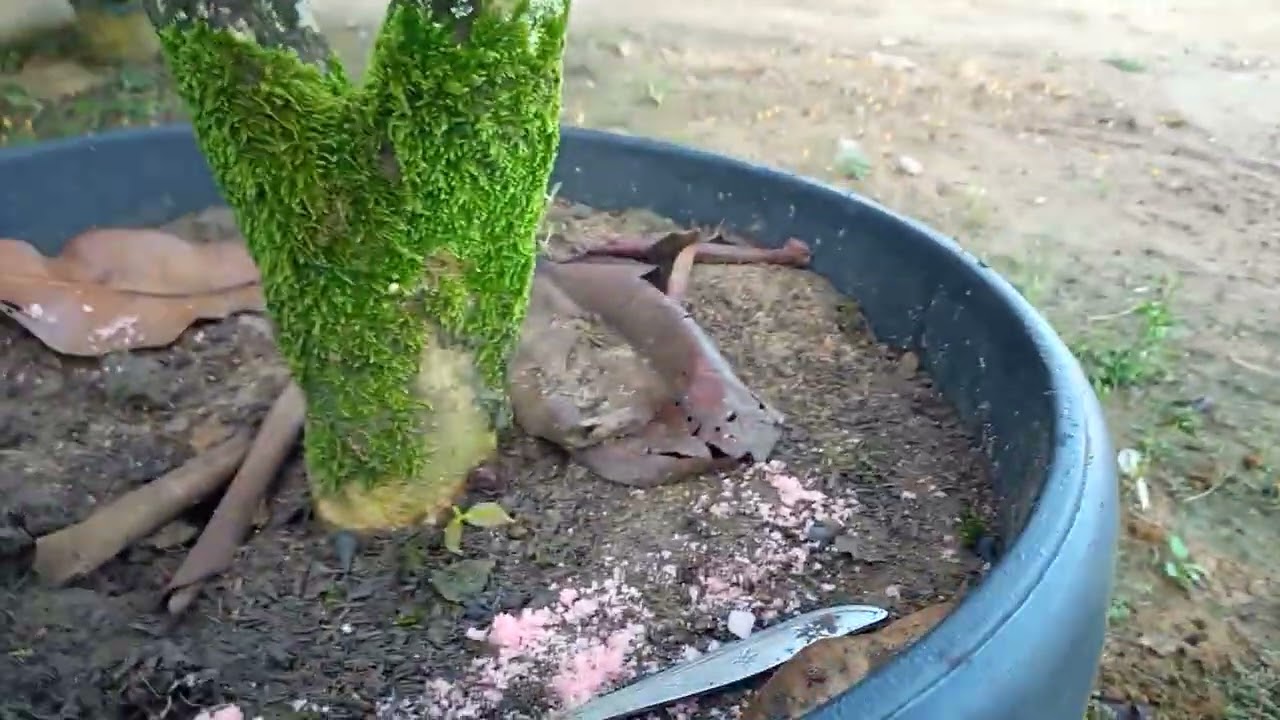 Memupuk jambu madu dg menggunakan kcl,Tsp,dan kompos,tabulampot Lampung.