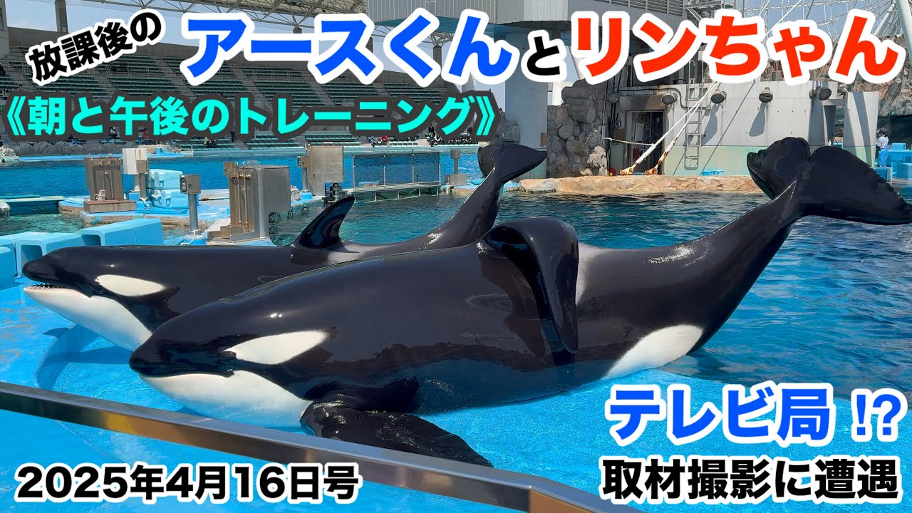 放課後のアースくんとリンちゃん《朝と午後のトレーニング編》メディアの撮影取材がありました！2025年4月16日号【名古屋港水族館】 #シャチのアースくんとリンちゃん