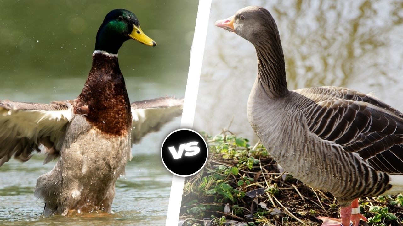 Canard VS Oie: Lequel de ces animaux serait vainqueur?