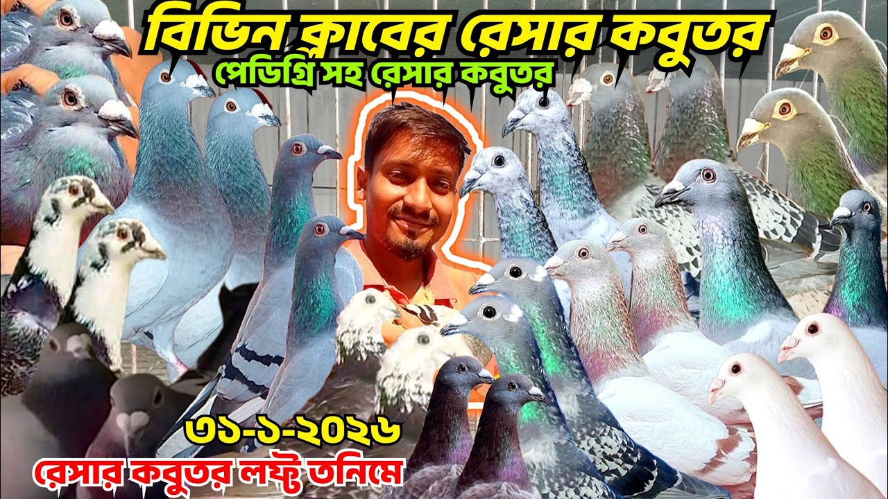 বিভিন ক্লাবের রেস করা রেসার কবুতর বিক্রি হবে।পেডিগ্রী সহ রেসার কবুতর কিনুন,কম দামে রেসার কবুতর তনিম