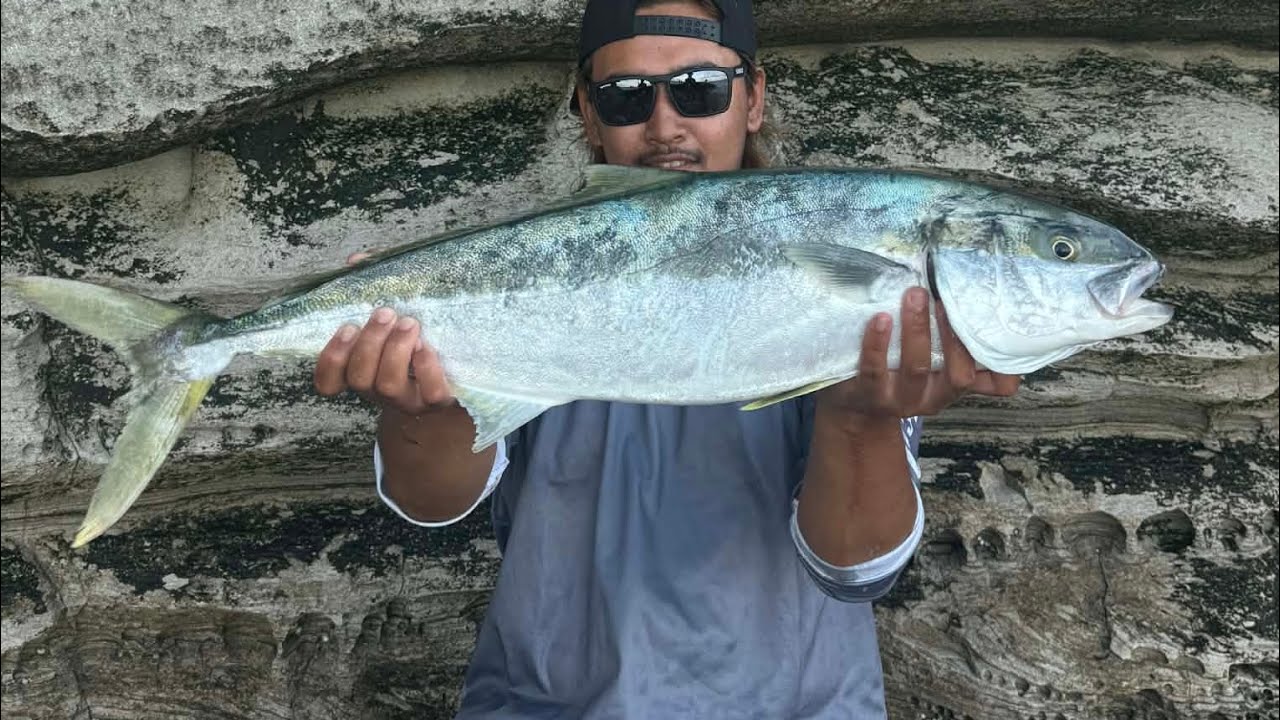 Catching 2 Kingfish both over 80cm back to back on rocks of #sydney #nsw #australia