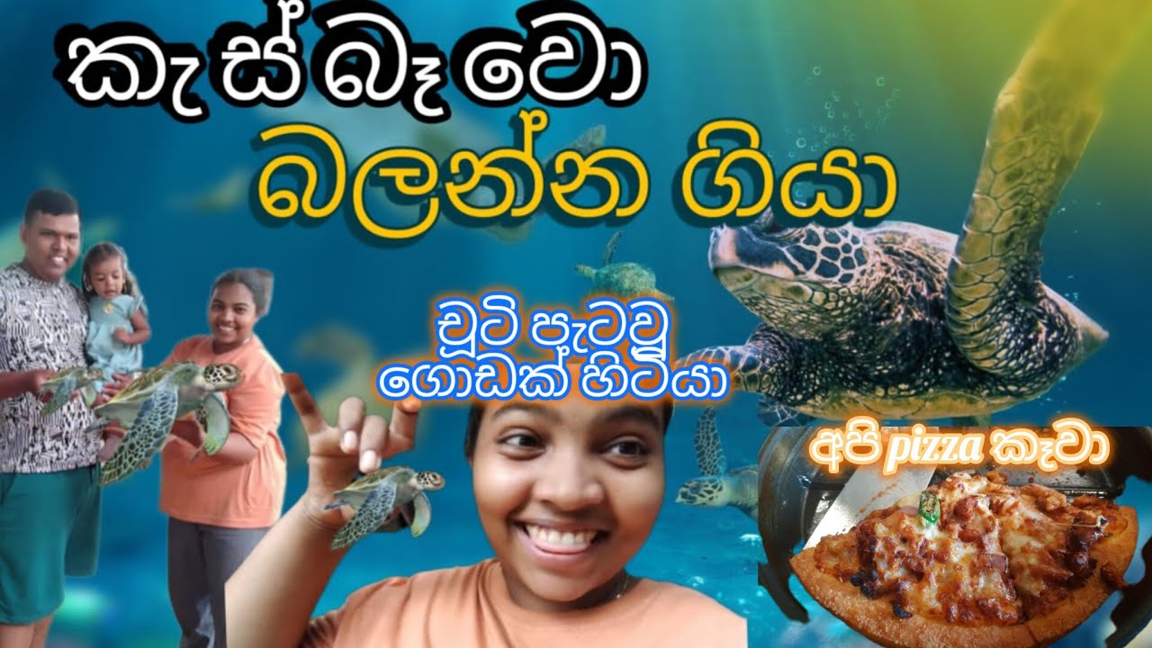 ගාලු ගියා part 3-කැස්බෑවෝ ඇල්ලුවා #hikkaduwabeach #happyfamily #diet #weightloss #omad  