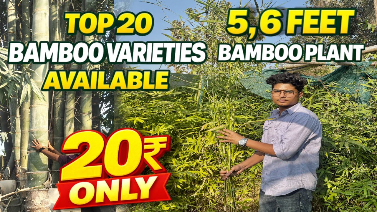 Buy Bamboo Plants at the Cheapest Price in India | India&rsquo;s No.1 Wholesale Bamboo Nursery