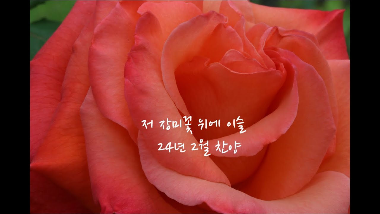 저 장미꽃 위에 이슬(24년 2월 찬양)