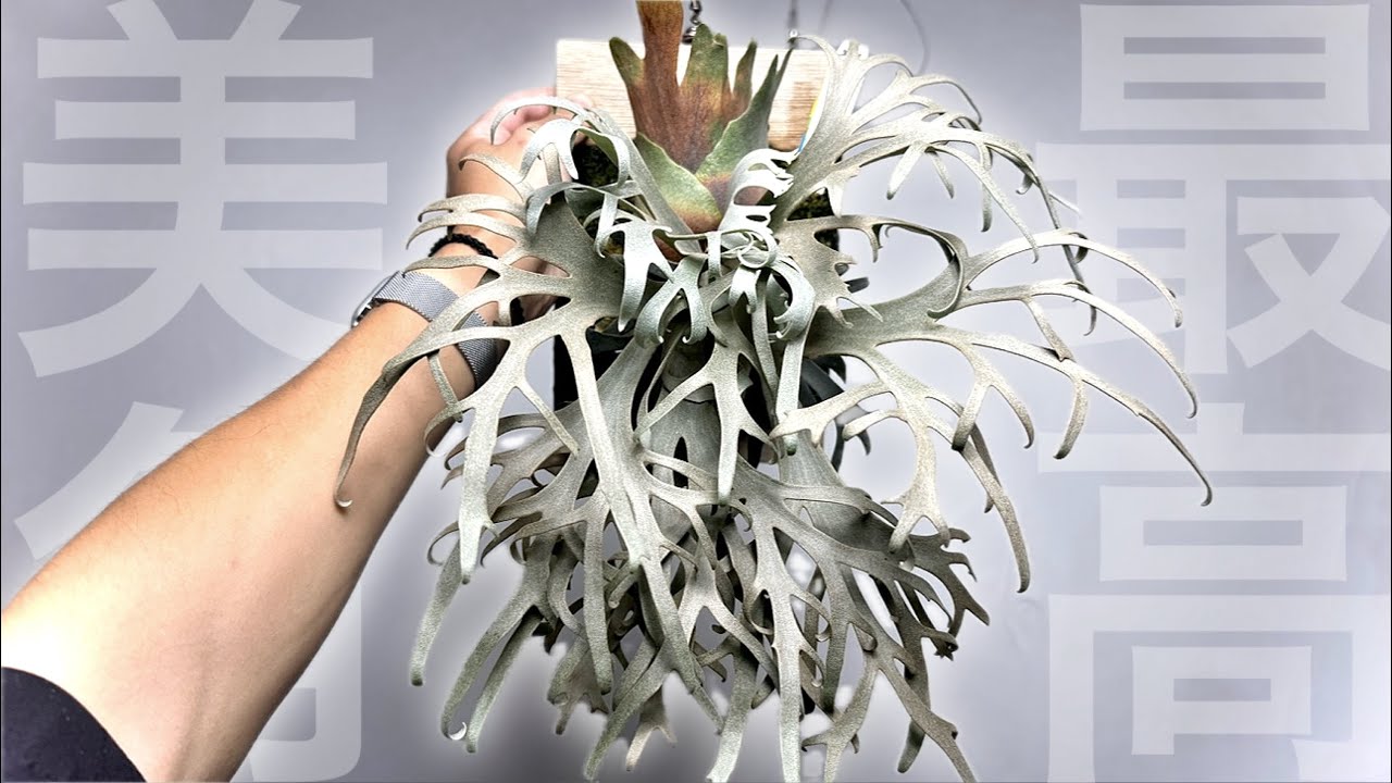 【奇跡の植物】○○して「１年間」育てただけです【ビカクシダ・コウモリラン】