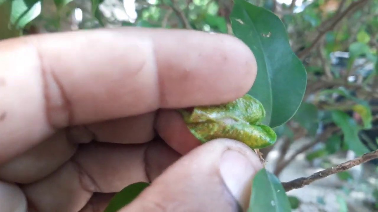 Ficus com folhas fechadas