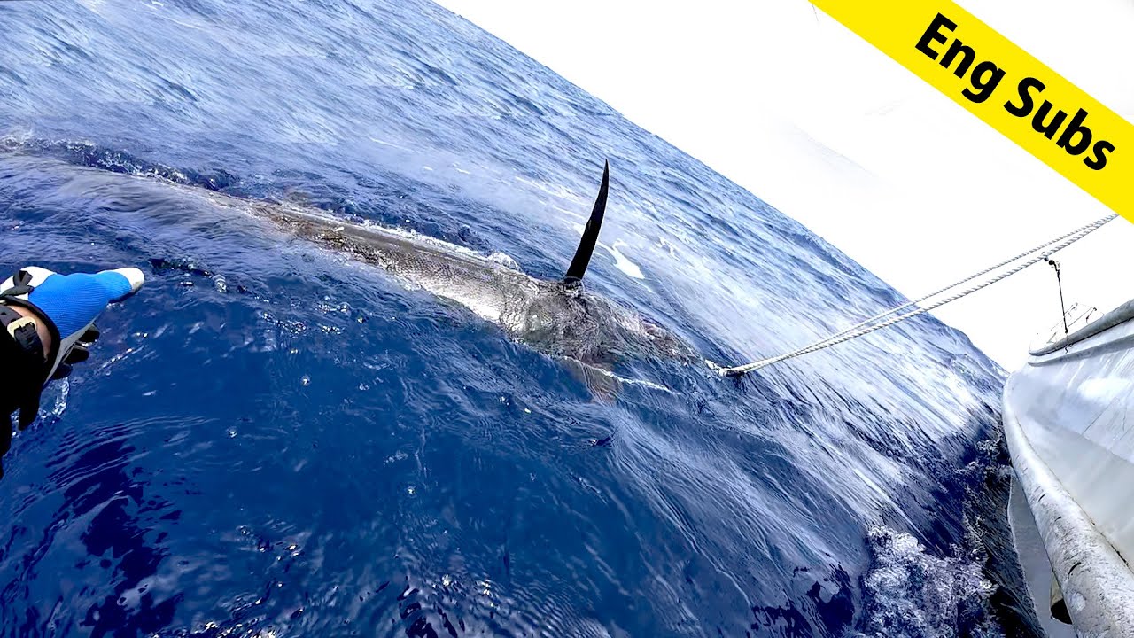 クロカワカジキのキャッチ＆リリースに成功 | Succeeded Blue Marlin Catch & Release