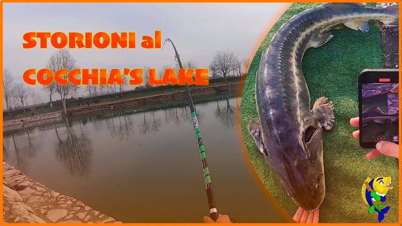 A PESCA di STORIONI al COCCHIAS LAKE! ROMANO DI LOMBARDIA (BG)