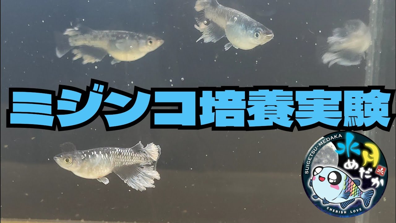 【タマミジンコ実験】コスパ重視！タマミジンコ培養のススメ
