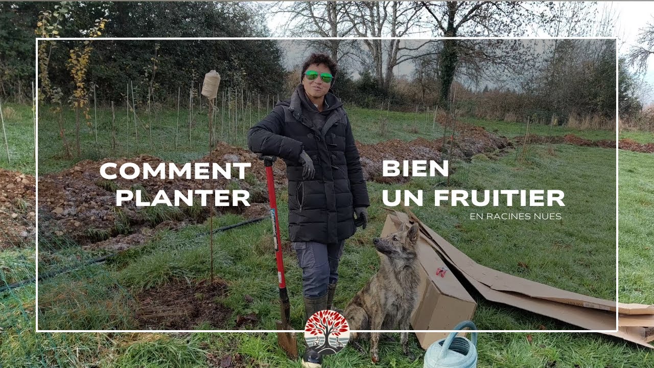 Comment bien planter un fruitier ?