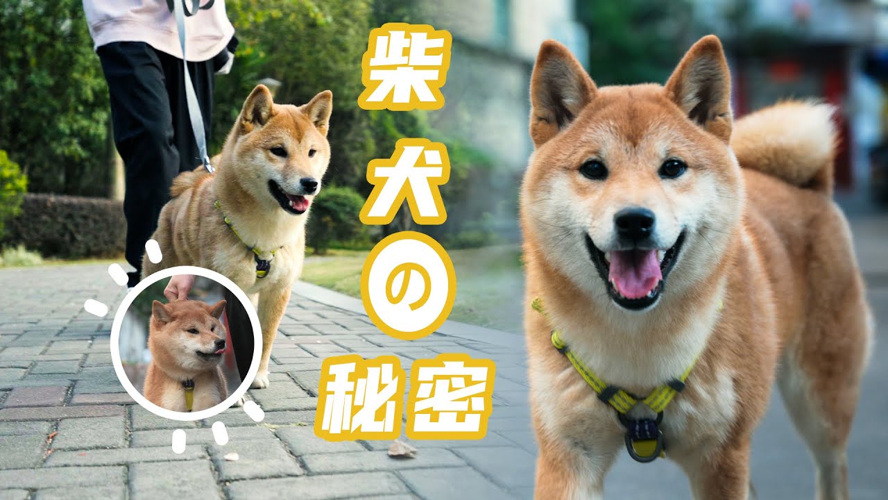 柴犬の秘密 | 养一只倔强阿柴你一定要了解这些