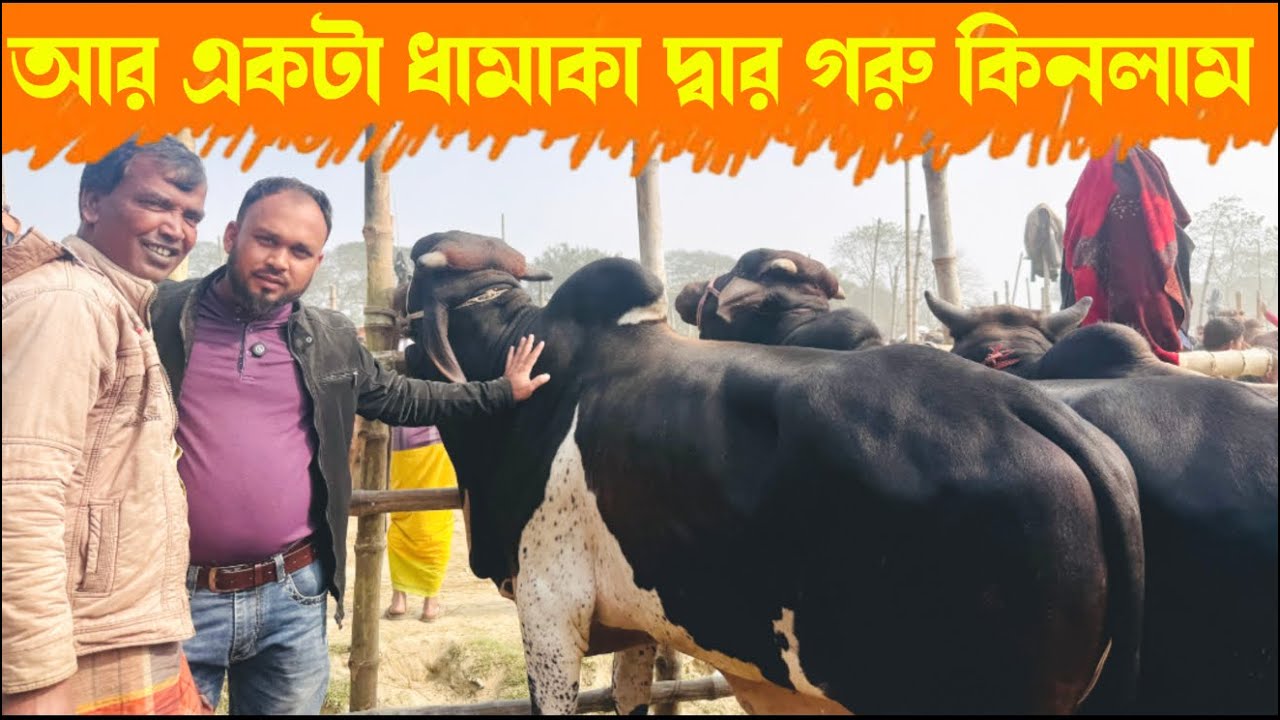 ১৬৬ - আর একটা ধামাকা দ্বার গরু কিনলাম গরুটা কেমন হয়েছে অবশ্যই পুরো ভিডিও দেখে জানাবেন