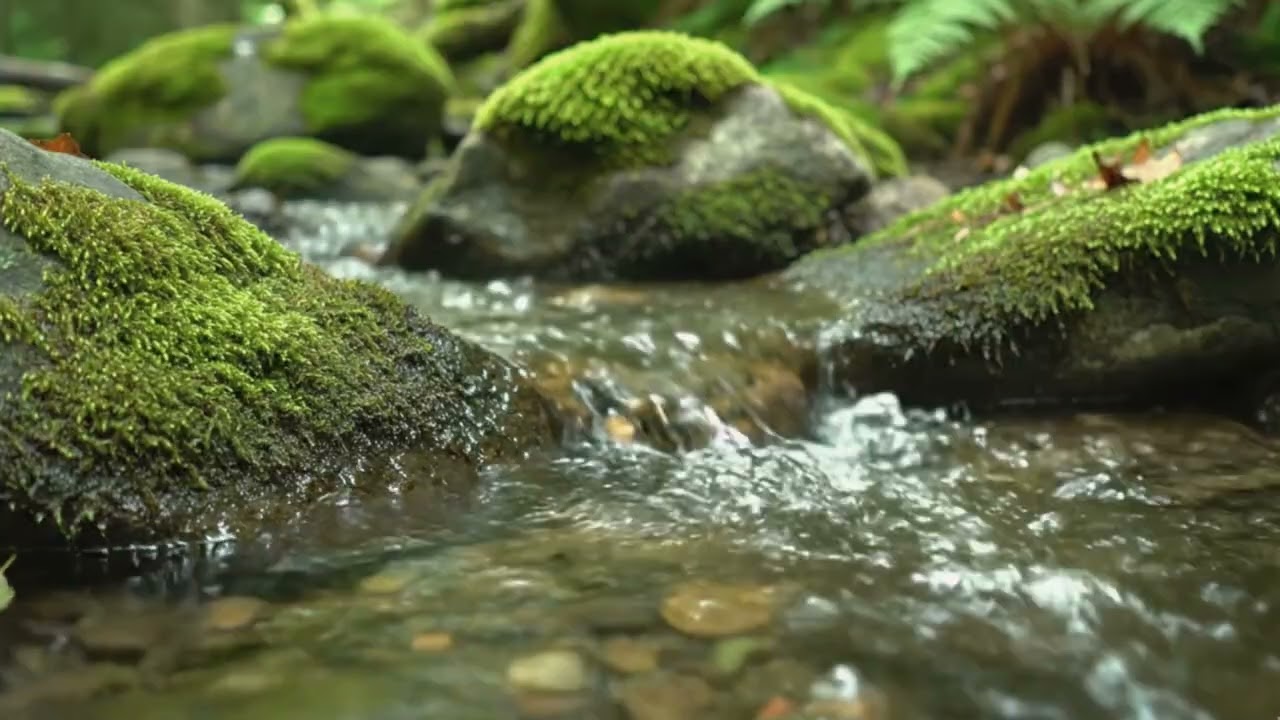 Slow Forest Stream 🌿 Morning Calm Over Mossy Rocks  Relaxing Nature 4 Min