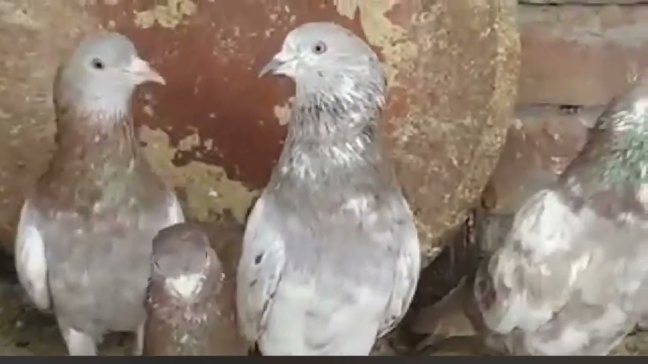 VAP asmani  kabootar ki video
