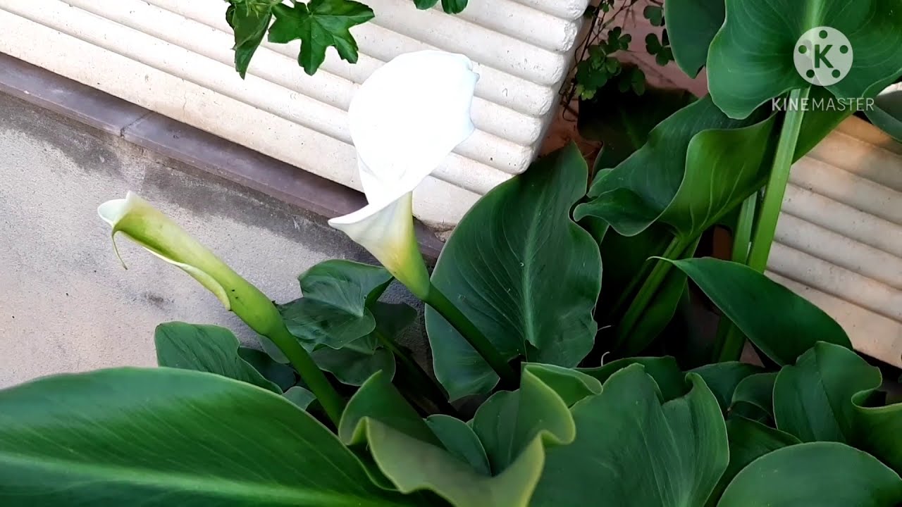 زهور الكالا الجميلة و بساطة الاهتمام بها