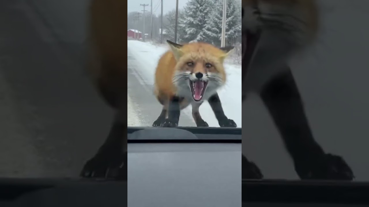 Winter Road Trip Surprise Featuring A Flying Duck And A Very Grumpy Fox