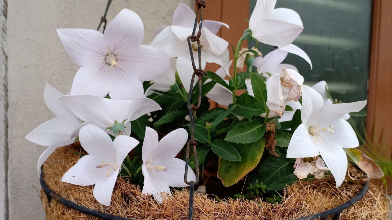 Pruning/Seed collection and best potting mix for Balloon flower || Platycodon Aster Pink