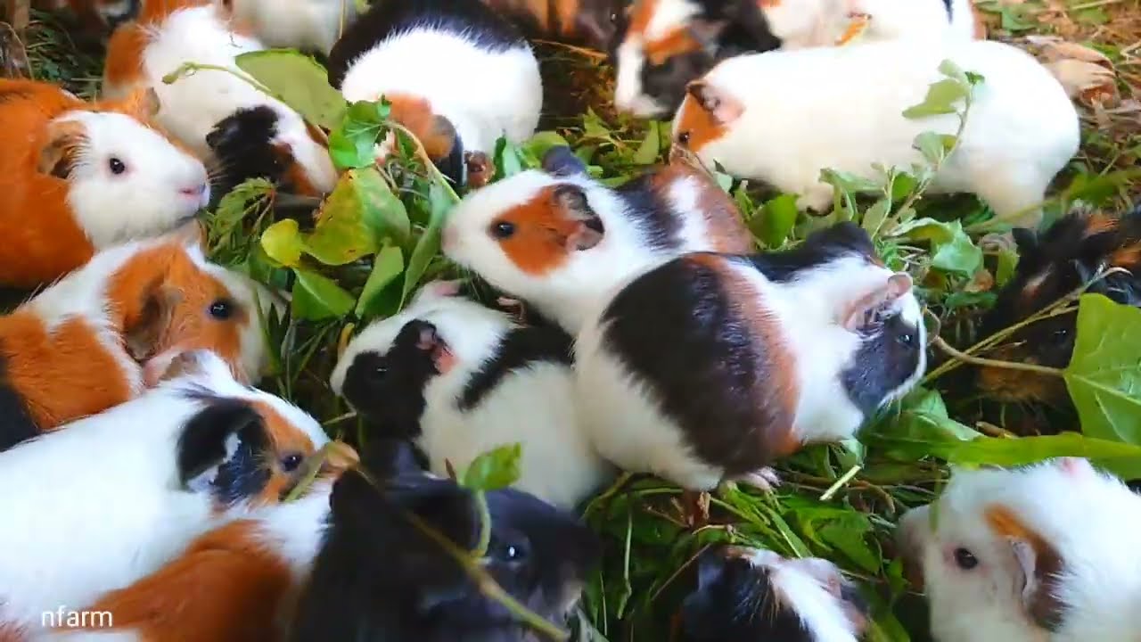 Guinea pig eating ASMR, Guinea pig videos for kids, colorful guinea pig family 