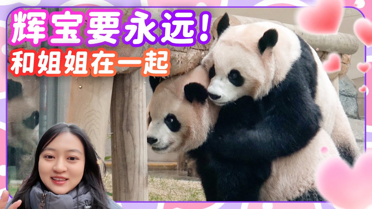 大熊猫辉宝抱着睿宝猛猛的亲 辉宝永远要和姐姐在一起~💕🐼爱宝乐园宝家族爱宝乐宝福宝睿宝辉宝的日常vlog #大熊猫 #睿宝 #辉宝 #宋爷爷 #宝家族 #爱宝乐园 #熊猫Vlog#韩国