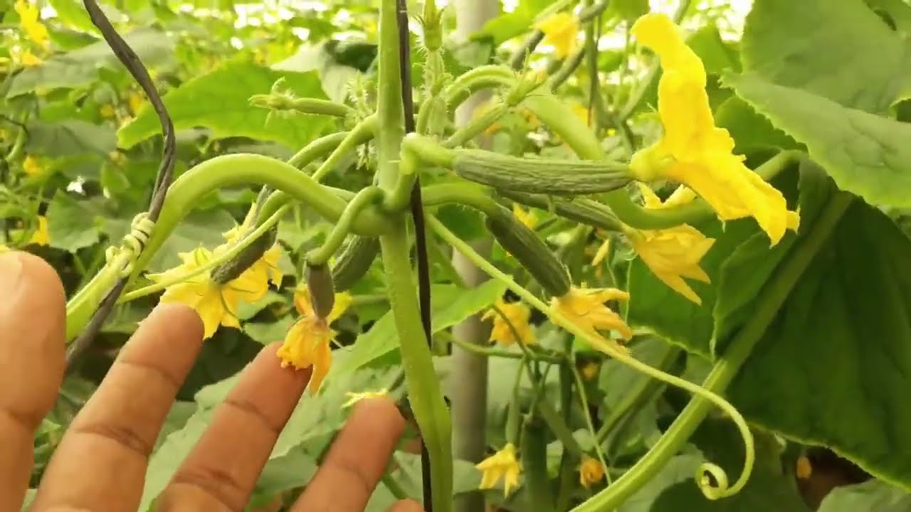 نصائح قيمة لزراعة الخيار الصيفى. من البذرة الى الحصاد. كلام من ذهب لو تم تنفيذها جيدا .