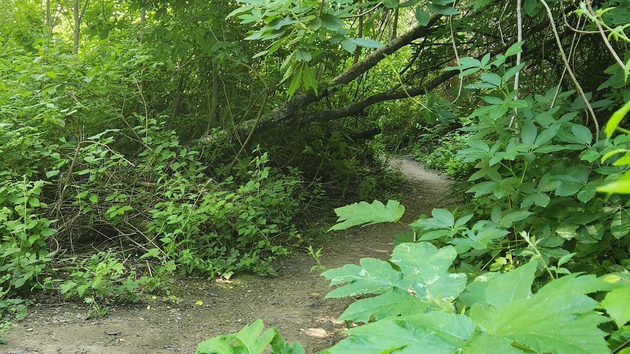 Nature walk with me.