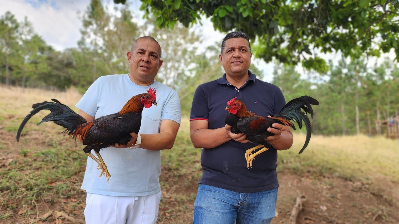 Algo que Willy Checo hizo énfasis en que viéramos y prestaramos atención
