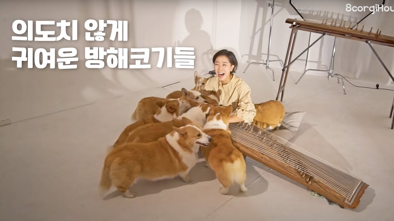 (Sub)8마리 웰시코기들이 난생처음 가야금연주와 아름다운노래를 들었을때 반응(K-Culture)[서울나들이 EP.7]